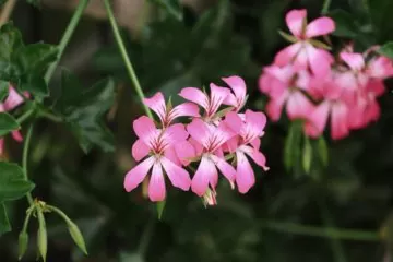 flor, planta, decorativa, ornamental