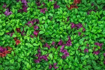 forração, folha, grama, flor, planta